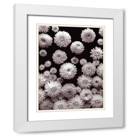 Dahlia Flowers White Modern Wood Framed Art Print with Double Matting by Frank, Assaf