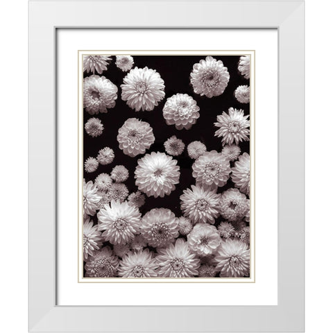 Dahlia Flowers White Modern Wood Framed Art Print with Double Matting by Frank, Assaf
