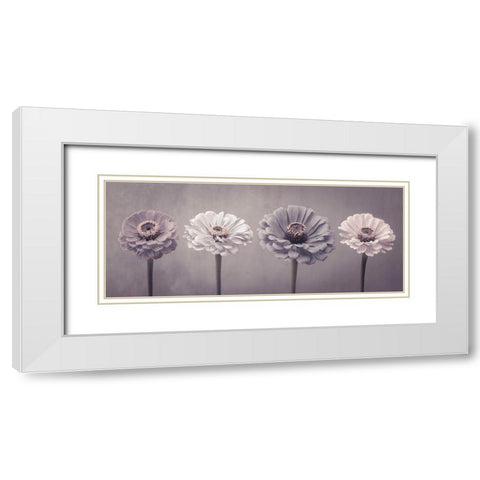 Four Zinnias in a row White Modern Wood Framed Art Print with Double Matting by Frank, Assaf