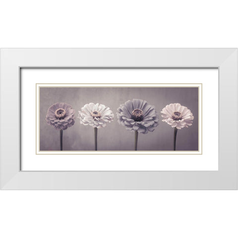 Four Zinnias in a row White Modern Wood Framed Art Print with Double Matting by Frank, Assaf