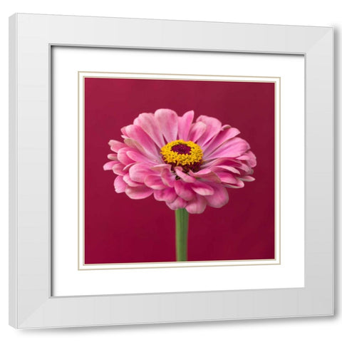 Fresh Zinnia flower White Modern Wood Framed Art Print with Double Matting by Frank, Assaf