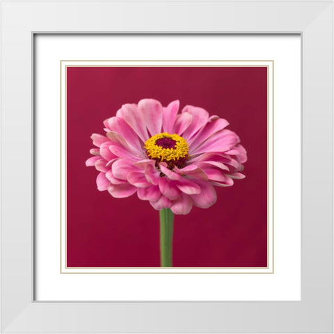Fresh Zinnia flower White Modern Wood Framed Art Print with Double Matting by Frank, Assaf