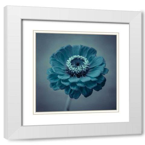 Fresh Zinnia flower White Modern Wood Framed Art Print with Double Matting by Frank, Assaf