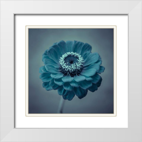 Fresh Zinnia flower White Modern Wood Framed Art Print with Double Matting by Frank, Assaf