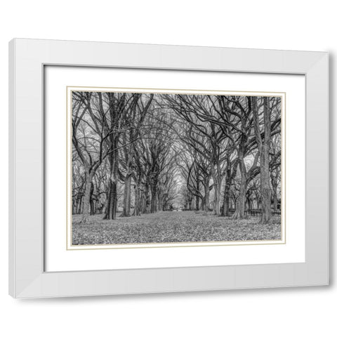 Rows of trees in Central park, New York White Modern Wood Framed Art Print with Double Matting by Frank, Assaf