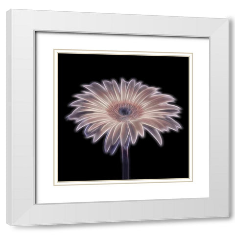 FTBR 1657 Gerbera White Modern Wood Framed Art Print with Double Matting by Frank, Assaf