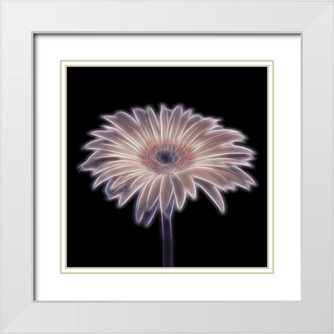 FTBR 1657 Gerbera White Modern Wood Framed Art Print with Double Matting by Frank, Assaf