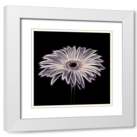 FTBR 1658 Gerbera White Modern Wood Framed Art Print with Double Matting by Frank, Assaf