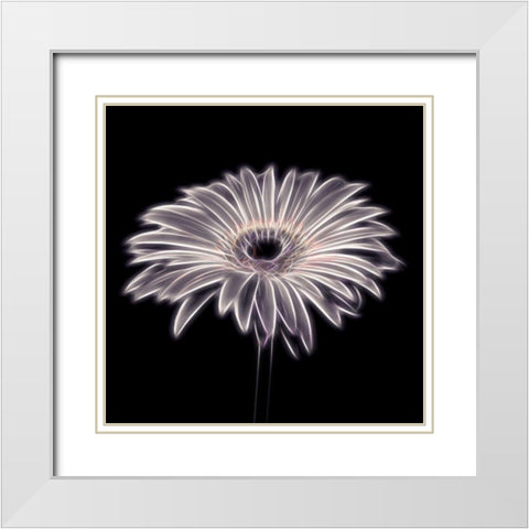 FTBR 1658 Gerbera White Modern Wood Framed Art Print with Double Matting by Frank, Assaf