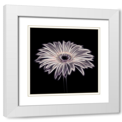 FTBR 1659 Gerbera White Modern Wood Framed Art Print with Double Matting by Frank, Assaf