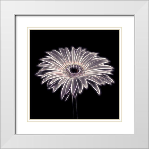 FTBR 1659 Gerbera White Modern Wood Framed Art Print with Double Matting by Frank, Assaf