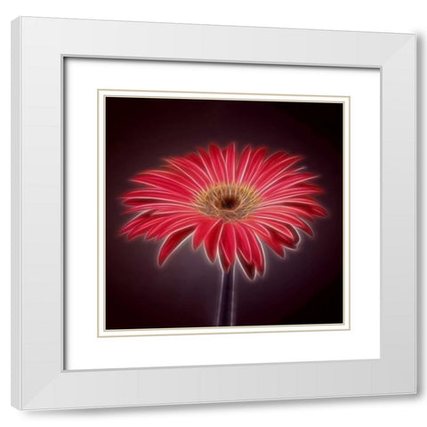AF20110820 Gerbera 023C03P2P White Modern Wood Framed Art Print with Double Matting by Frank, Assaf