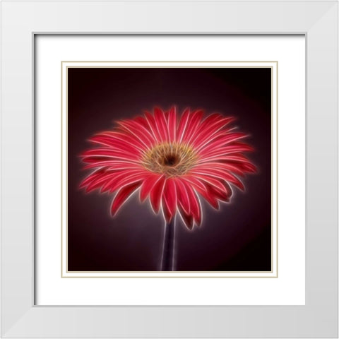 AF20110820 Gerbera 023C03P2P White Modern Wood Framed Art Print with Double Matting by Frank, Assaf