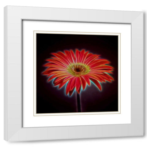 AF20110820 Gerbera 023C03PPC01 White Modern Wood Framed Art Print with Double Matting by Frank, Assaf