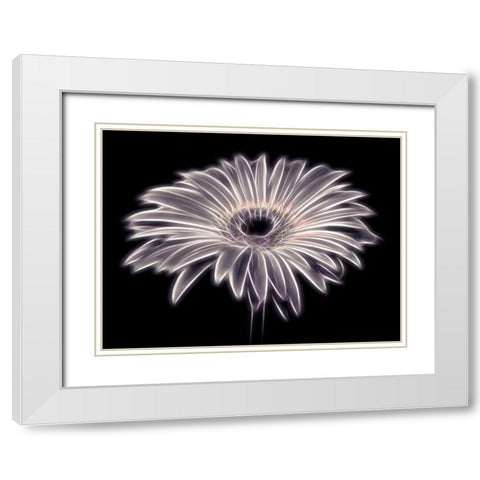 AF20110820 Gerbera 021PTGBF2C01 White Modern Wood Framed Art Print with Double Matting by Frank, Assaf