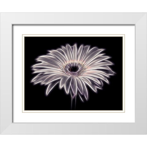 AF20110820 Gerbera 021PTGBF2C01 White Modern Wood Framed Art Print with Double Matting by Frank, Assaf