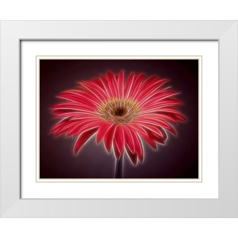 AF20110820 Gerbera 023C03P-2 White Modern Wood Framed Art Print with Double Matting by Frank, Assaf