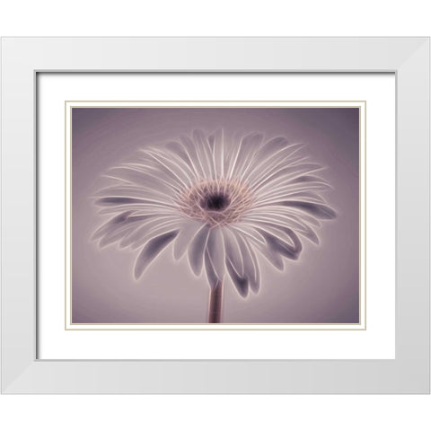 AF20110820 Gerbera 028C01PC02 White Modern Wood Framed Art Print with Double Matting by Frank, Assaf