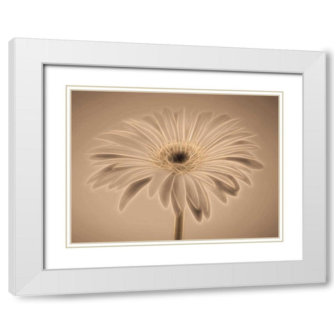 AF20110820 Gerbera 028C01PC04 White Modern Wood Framed Art Print with Double Matting by Frank, Assaf