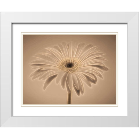 AF20110820 Gerbera 028C01PC04 White Modern Wood Framed Art Print with Double Matting by Frank, Assaf