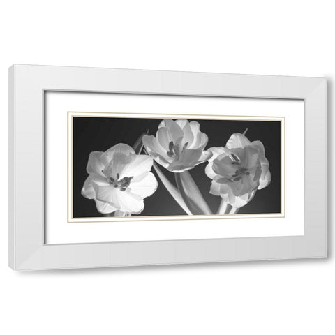 Tulips, black and white White Modern Wood Framed Art Print with Double Matting by Frank, Assaf