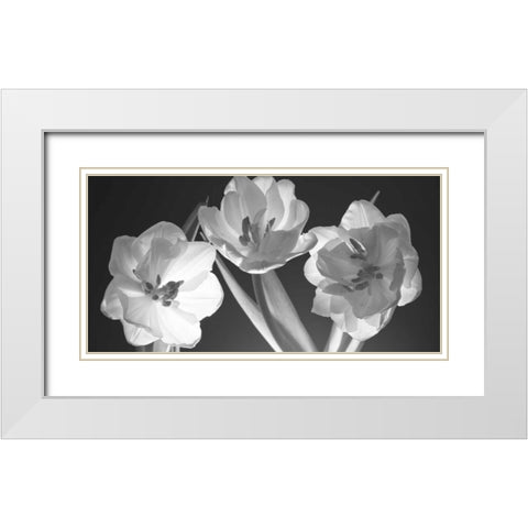 Tulips, black and white White Modern Wood Framed Art Print with Double Matting by Frank, Assaf