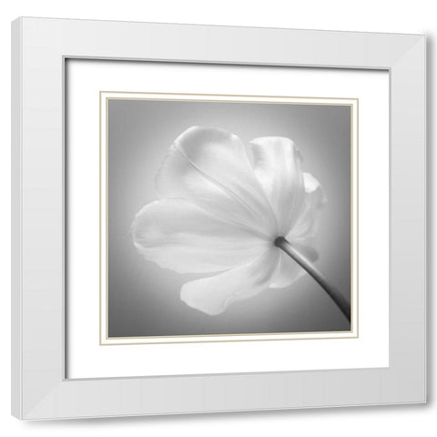 Tulip flower, close-up White Modern Wood Framed Art Print with Double Matting by Frank, Assaf