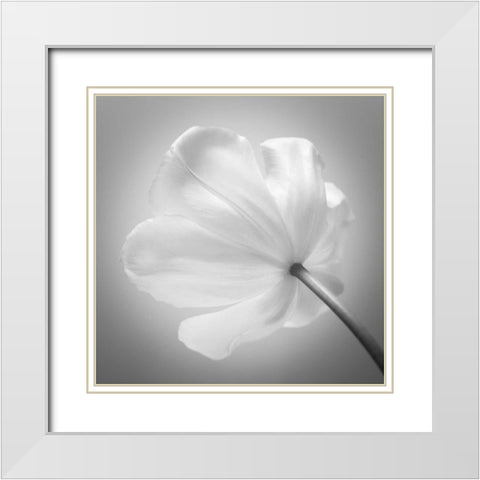 Tulip flower, close-up White Modern Wood Framed Art Print with Double Matting by Frank, Assaf