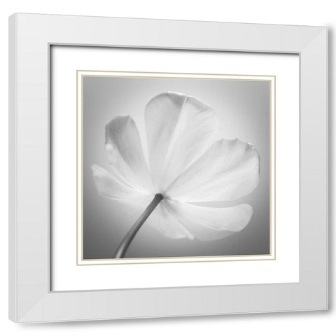 Tulip flower, close-up White Modern Wood Framed Art Print with Double Matting by Frank, Assaf