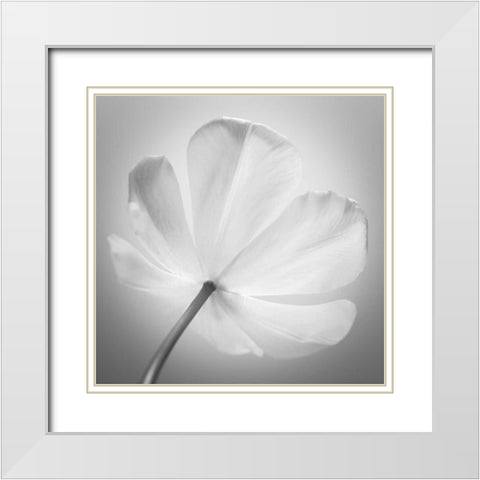Tulip flower, close-up White Modern Wood Framed Art Print with Double Matting by Frank, Assaf