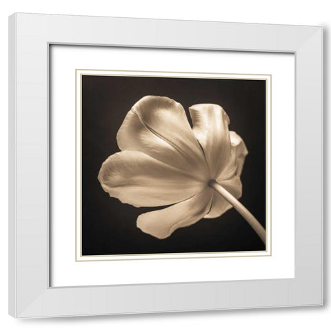 Tulip flower, close-up White Modern Wood Framed Art Print with Double Matting by Frank, Assaf