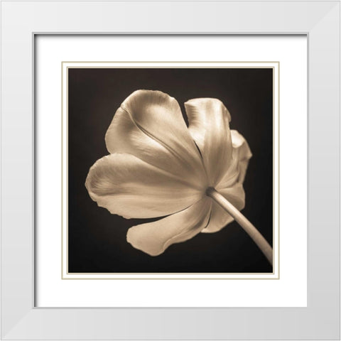 Tulip flower, close-up White Modern Wood Framed Art Print with Double Matting by Frank, Assaf