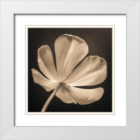 Tulip flower, close-up White Modern Wood Framed Art Print with Double Matting by Frank, Assaf