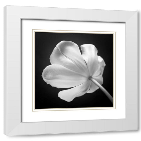 Tulip flower, close-up, AF20120427-562 White Modern Wood Framed Art Print with Double Matting by Frank, Assaf