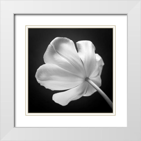 Tulip flower, close-up, AF20120427-562 White Modern Wood Framed Art Print with Double Matting by Frank, Assaf
