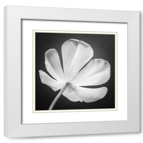 Tulip flower, close-up, AF20120427-600 White Modern Wood Framed Art Print with Double Matting by Frank, Assaf