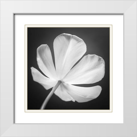 Tulip flower, close-up, AF20120427-600 White Modern Wood Framed Art Print with Double Matting by Frank, Assaf