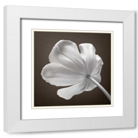 Tulip flower, close-up White Modern Wood Framed Art Print with Double Matting by Frank, Assaf