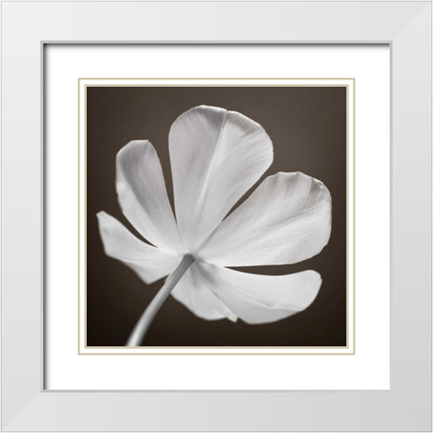 Tulip flower, close-up White Modern Wood Framed Art Print with Double Matting by Frank, Assaf
