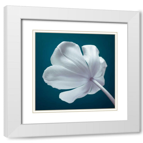 Tulip flower, close-up White Modern Wood Framed Art Print with Double Matting by Frank, Assaf