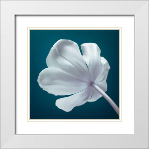 Tulip flower, close-up White Modern Wood Framed Art Print with Double Matting by Frank, Assaf
