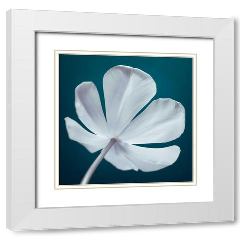 Tulip flower, close-up White Modern Wood Framed Art Print with Double Matting by Frank, Assaf