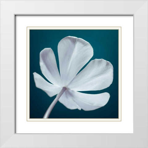 Tulip flower, close-up White Modern Wood Framed Art Print with Double Matting by Frank, Assaf
