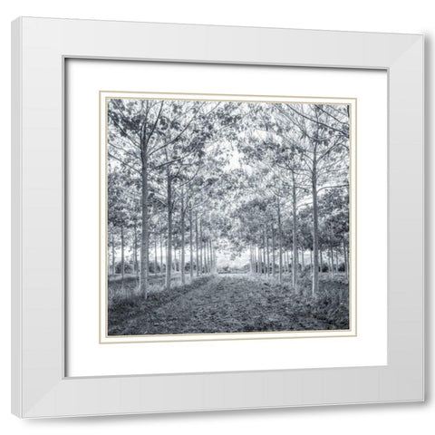 Pathway through trees in forest White Modern Wood Framed Art Print with Double Matting by Frank, Assaf