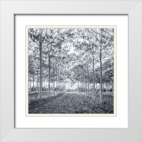 Pathway through trees in forest White Modern Wood Framed Art Print with Double Matting by Frank, Assaf