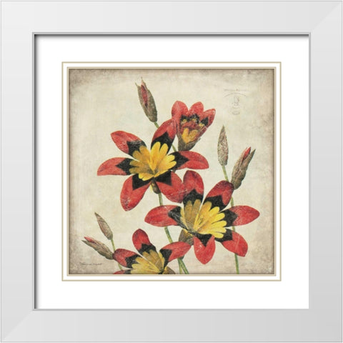 Red Lily Flower White Modern Wood Framed Art Print with Double Matting by Marrott, Stephanie