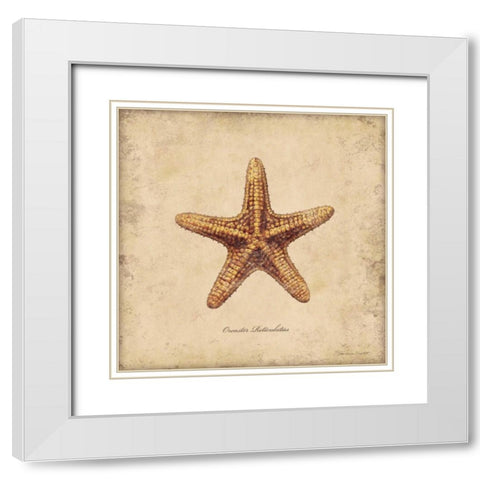 Shells III White Modern Wood Framed Art Print with Double Matting by Marrott, Stephanie