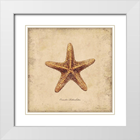 Shells III White Modern Wood Framed Art Print with Double Matting by Marrott, Stephanie