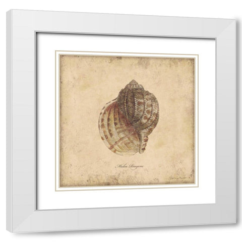 Shells IV White Modern Wood Framed Art Print with Double Matting by Marrott, Stephanie