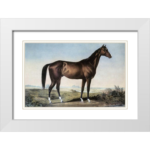 Celebrated Horse Lexington White Modern Wood Framed Art Print with Double Matting by Currier and Ives
